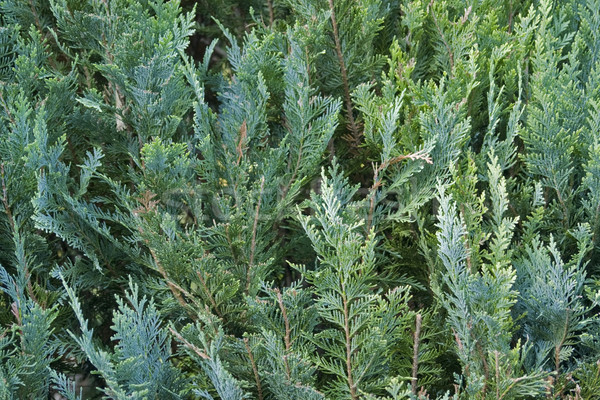 Tam kare geri soyut doğa yaprak yaz Stok fotoğraf © prill