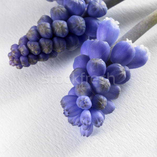 Zdjęcia stock: Niebieski · kwiat · szczegół · niebieski · kwiaty · świetle · piękna