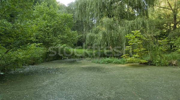 overgrown tarn in the Liliental Stock photo © prill