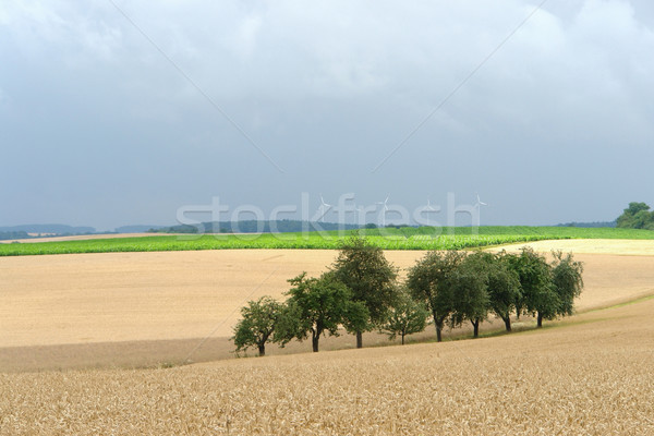 Foto d'archivio: Rurale · agricoltura · scenario · estate · tempo · idilliaco
