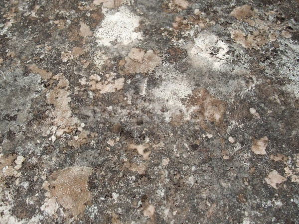 weathered lichen background Stock photo © prill