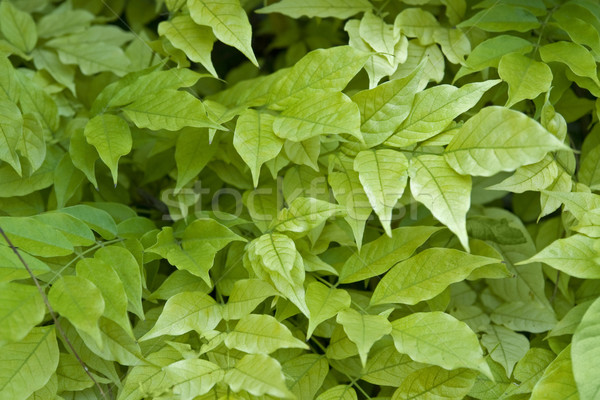 fresh green leaves Stock photo © prill