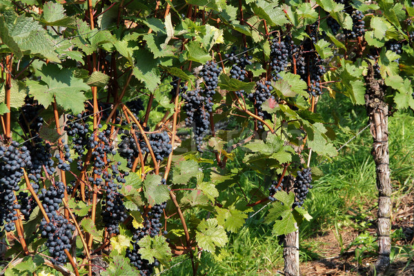 vineyard detail Stock photo © prill