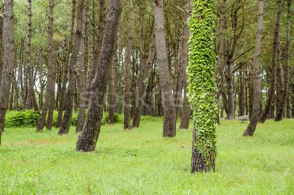 Foresta scenario in giro dipartimento albero erba Foto d'archivio © prill