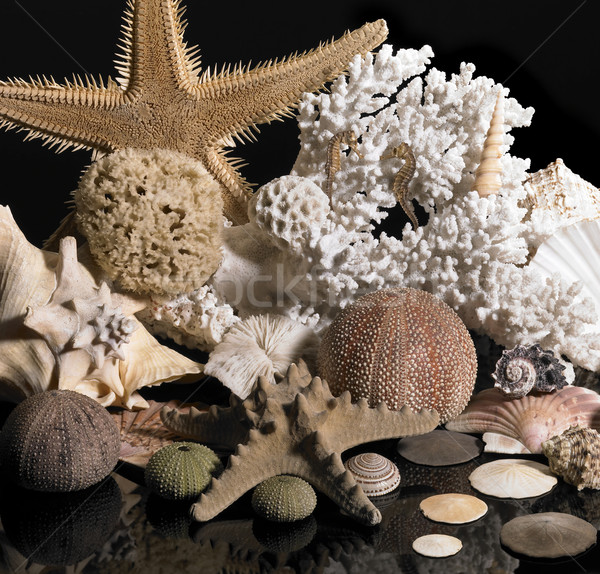 sea life decoration Stock photo © prill
