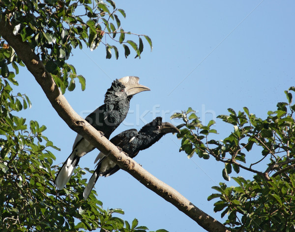 Silvery-cheeked Hornbills in Africa Stock photo © prill