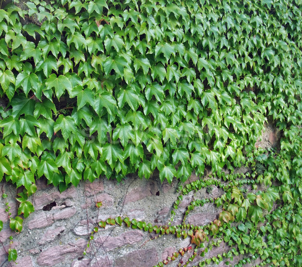 ivy and stone wall Stock photo © prill