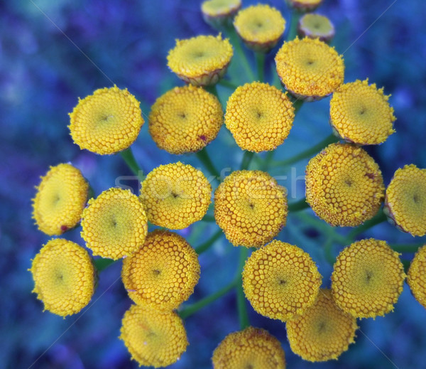 detail of yellow flowers Stock photo © prill