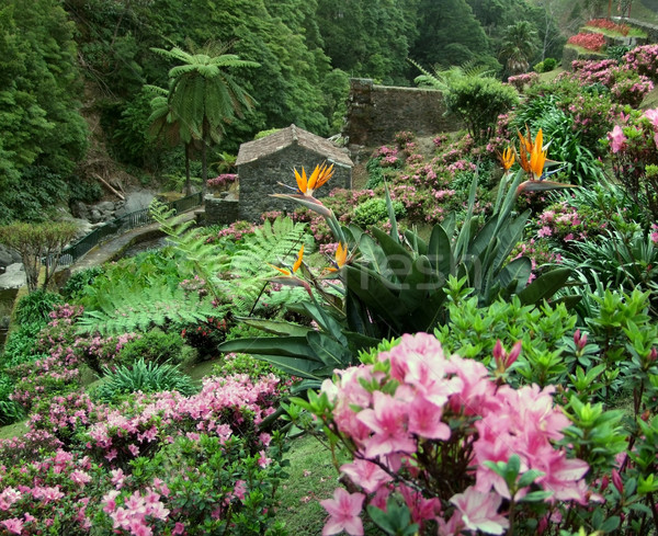 Stock photo: flourish vegetation at the Azores