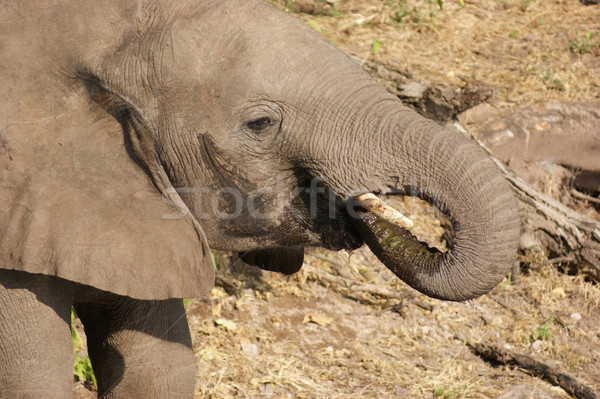 elephant in Botswana Stock photo © prill