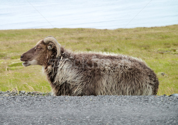 Icelandic sheep in Iceland Stock photo © prill