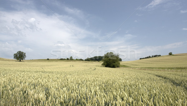 rural pictorial agriculture scenery at summer time Stock photo © prill