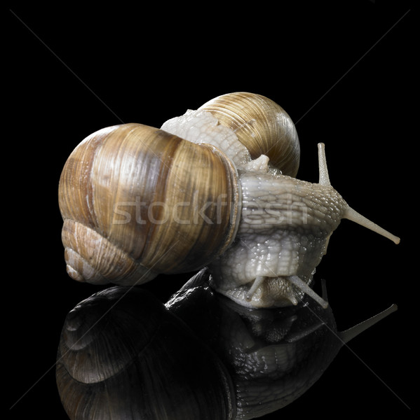 two Grapevine snails on each other Stock photo © prill
