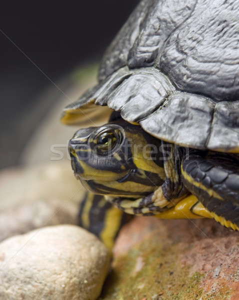 Portret słodkowodnych żółwia charakter świat zwierząt Zdjęcia stock © prill