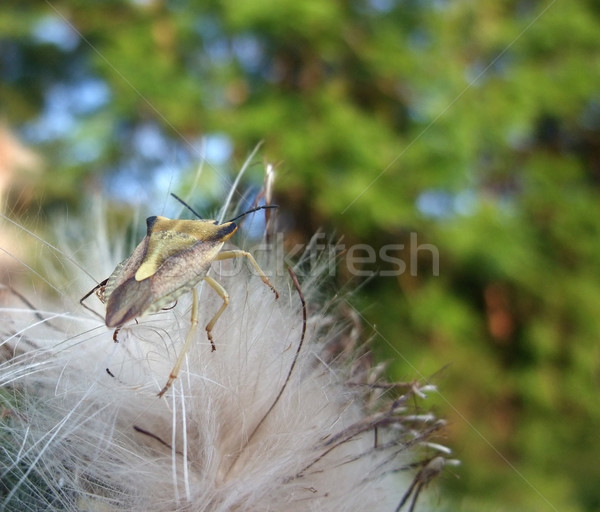 stink bug at summer time Stock photo © prill
