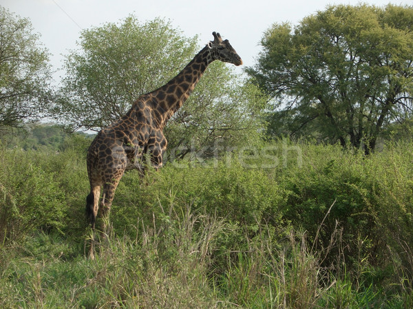 Giraffe at feed Stock photo © prill