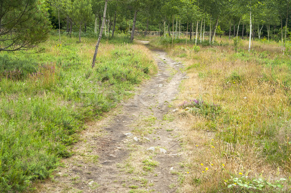 footpath in a forest Stock photo © prill
