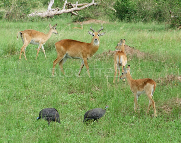 Uganda Kobs in grassy vegetation Stock photo © prill