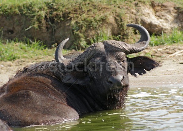 African Buffalo in Uganda Stock photo © prill