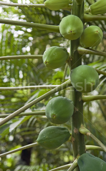 green fruits Stock photo © prill