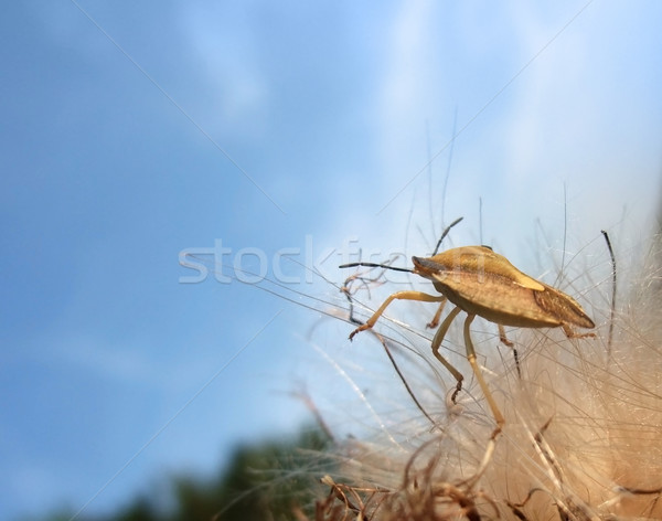 stink bug at summer time Stock photo © prill