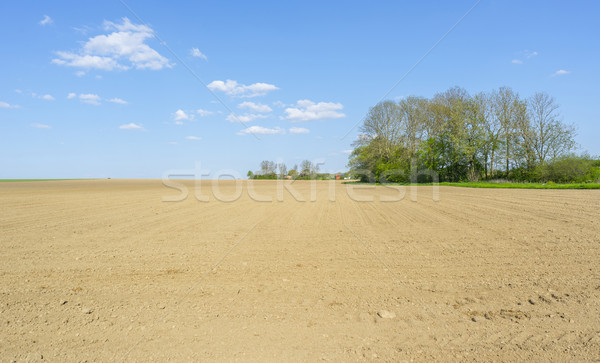 sunny agricultural scenery Stock photo © prill