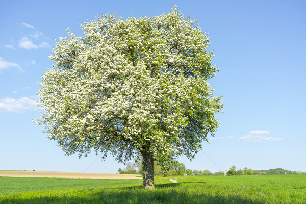 Meyve ağacı bahar zaman pastoral güneşli manzara Stok fotoğraf © prill