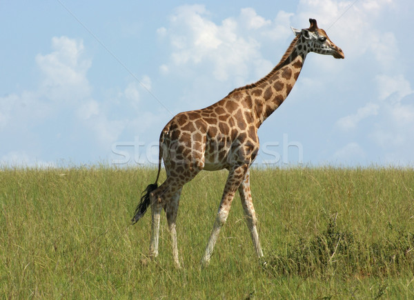 Giraffe in Africa Stock photo © prill