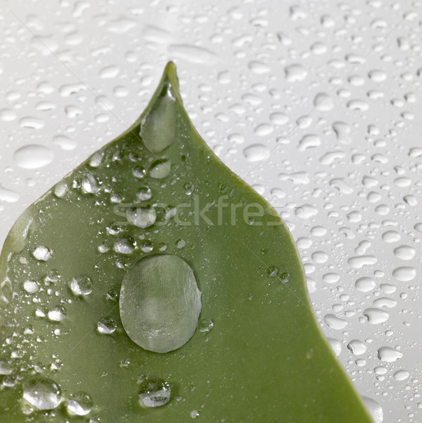 leaf and drops Stock photo © prill