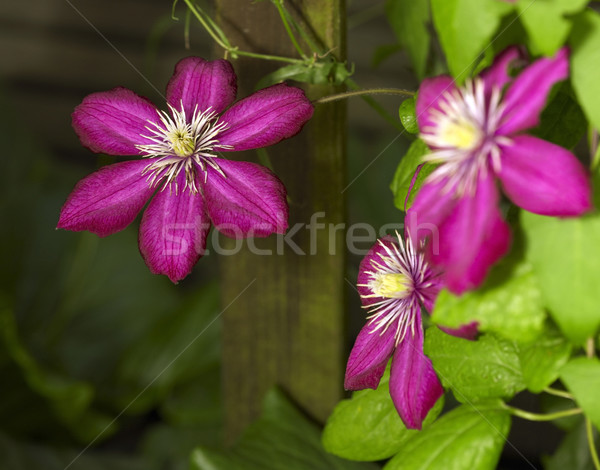 intense Clematis flowers Stock photo © prill