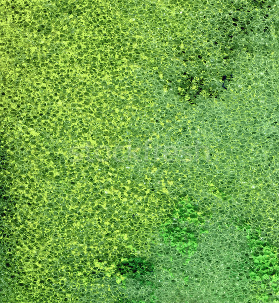 green foam background Stock photo © prill