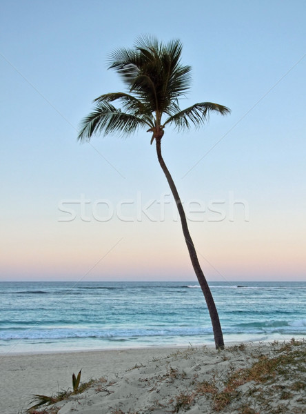 palm tree at evening time Stock photo © prill
