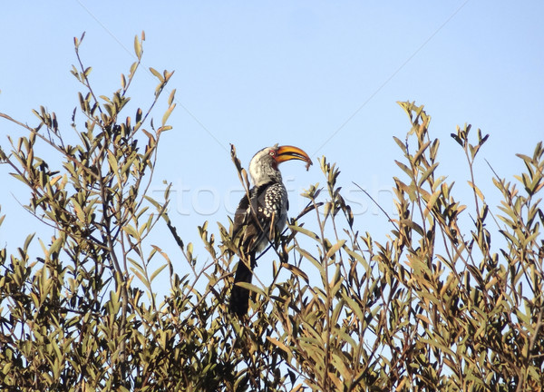 Southern yellow-billed hornbill Stock photo © prill