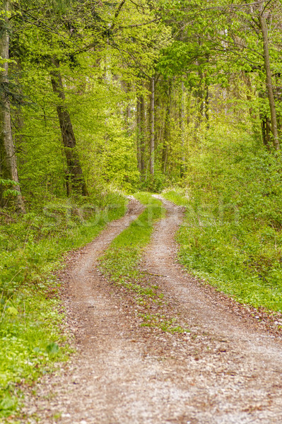 sunny forest scenery Stock photo © prill