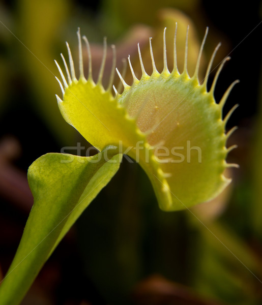 Carnivor plantă detaliu frunze verde Imagine de stoc © prill