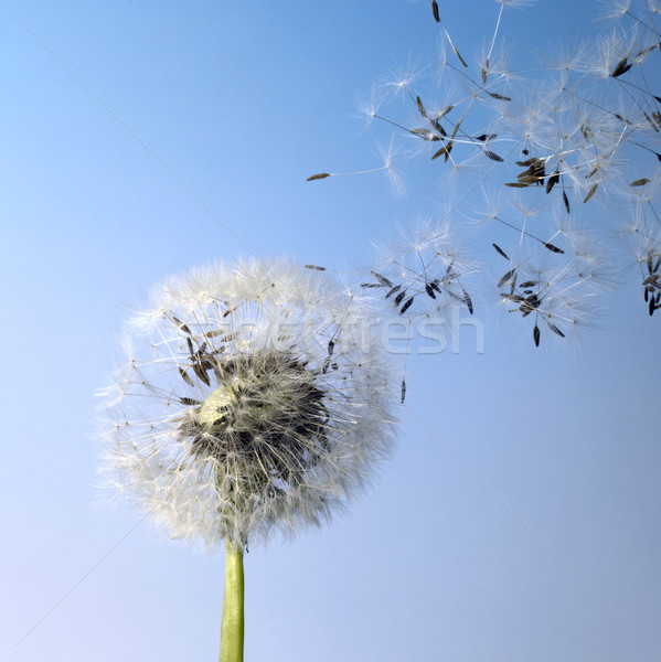 dandelion blowball and flying seeds Stock photo © prill