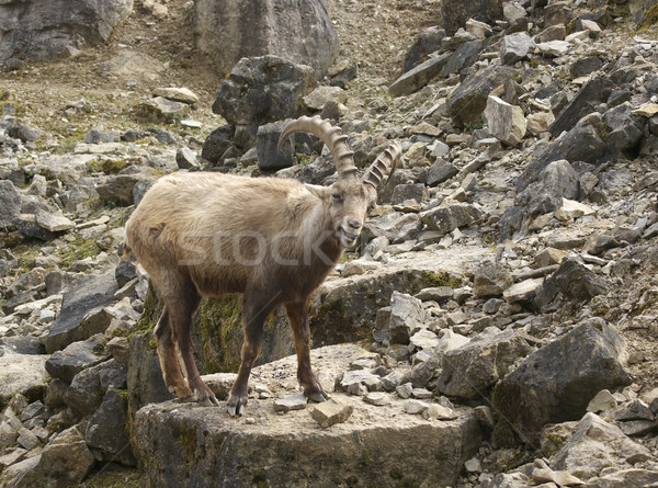 Alpine Ibex in stony ambiance Stock photo © prill