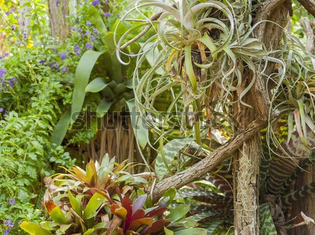 various jungle plants Stock photo © prill