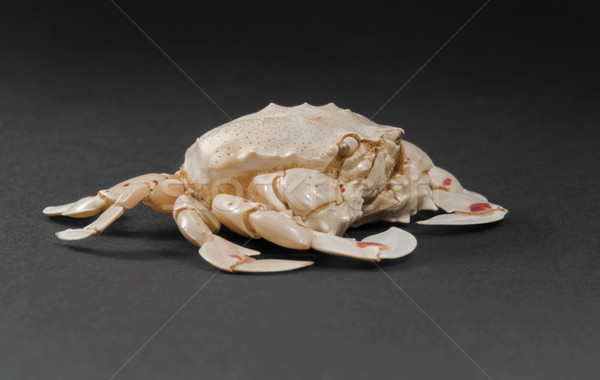 moon crab in dark back Stock photo © prill