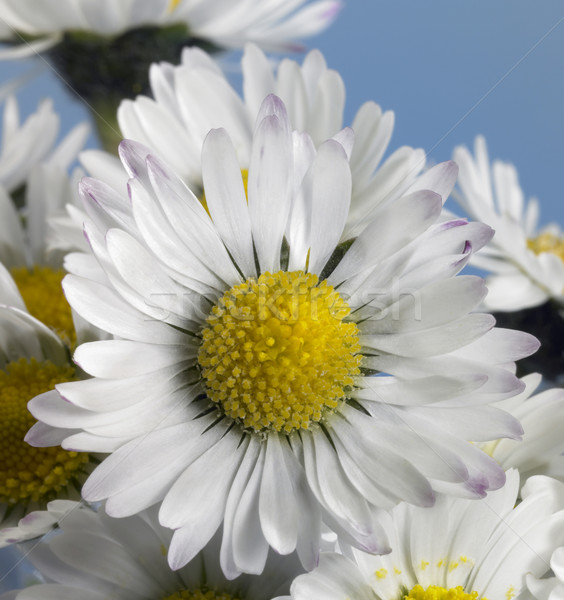 daisy closeup Stock photo © prill