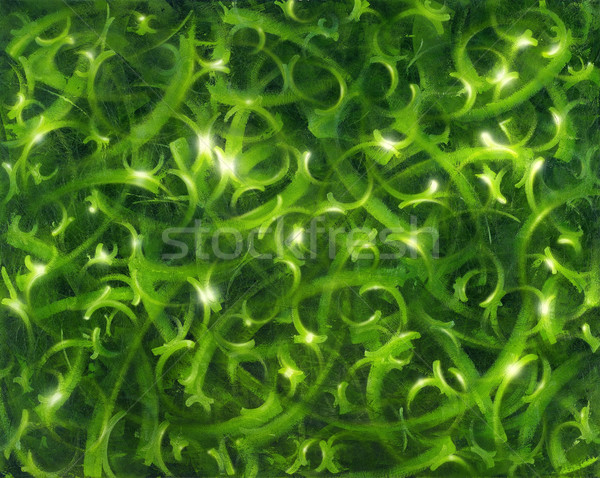 abstract vegetation painting Stock photo © prill