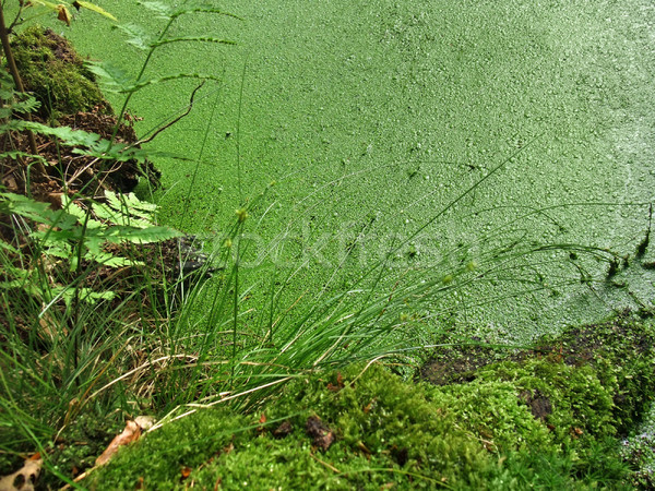 Stock photo: dickweed overgrown tarn detail
