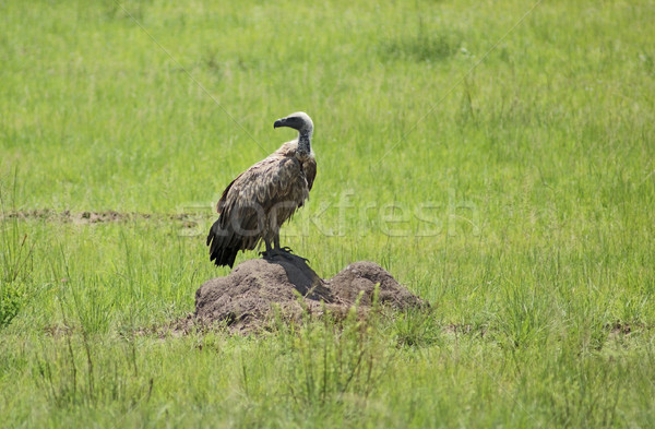 White-backed Vulture in grassy ambiance Stock photo © prill