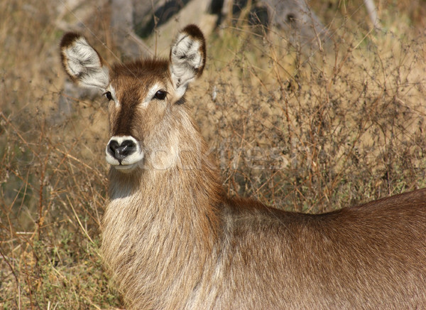 waterbuck portrait Stock photo © prill