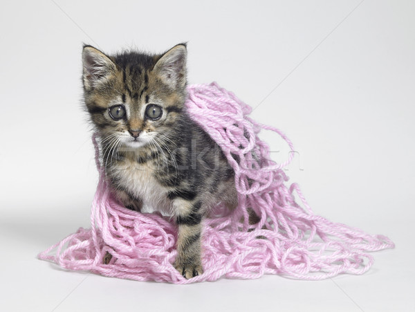kitten under wool Stock photo © prill