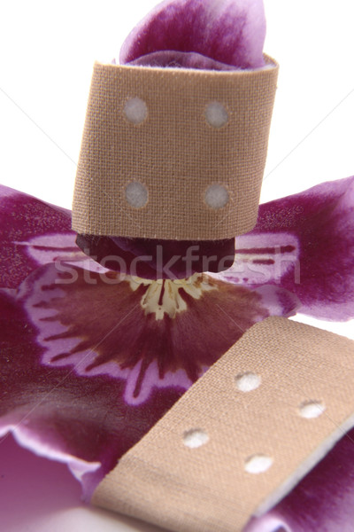 Fioletowy Orchidea kwiat taśma klejąca studio fotografii Zdjęcia stock © prill