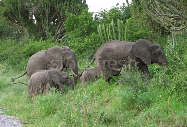 Elephant family in Africa Stock photo © prill
