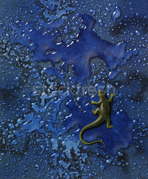 Amarelo lagarto molhado azul de volta quadro Foto stock © prill