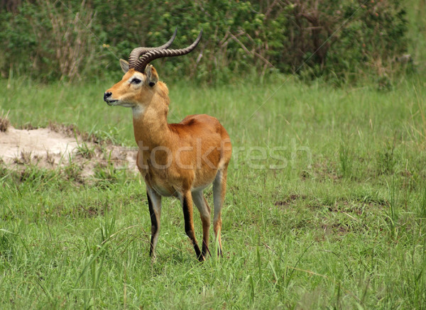 Uganda Kob in Africa Stock photo © prill