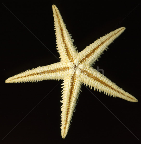 starfish on black Stock photo © prill